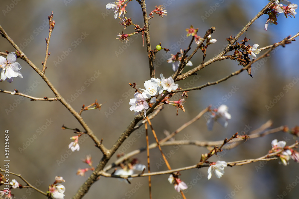 秋から咲き始める桜の木 秋から咲き始める桜の木