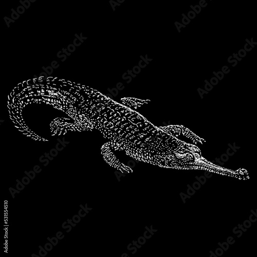Gharial hand drawing vector illustration isolated on black background