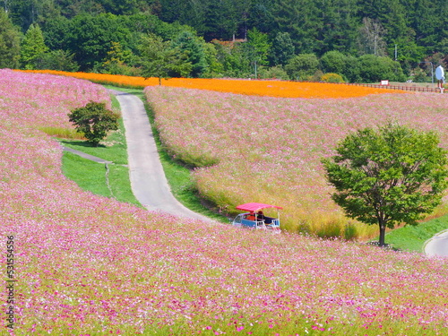 北海道の絶景 太陽の丘えんがる公園のコスモス風景