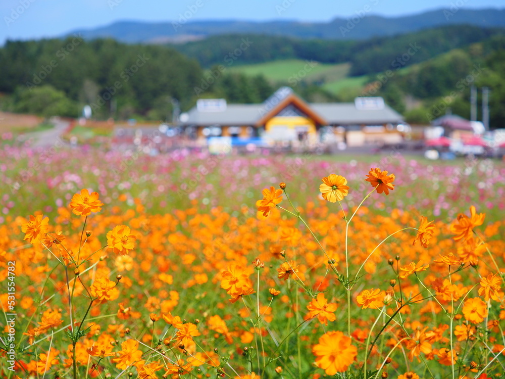 北海道の絶景 太陽の丘えんがる公園のコスモス風景 北海道の絶景 太陽の丘えんがる公園のコスモス風景