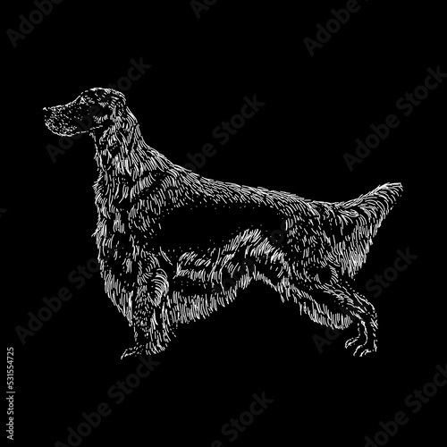 Irish Setter dog breed hand drawing vector illustration isolated on black background