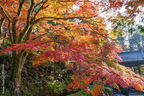 Fototapete お寺の境内で見たちょうど見頃のモミジの紅葉＠坂出、香川