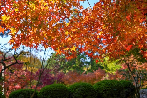 Foto 木漏れ日浴びて輝くちょうど見頃のモミジの紅葉＠坂出、香川