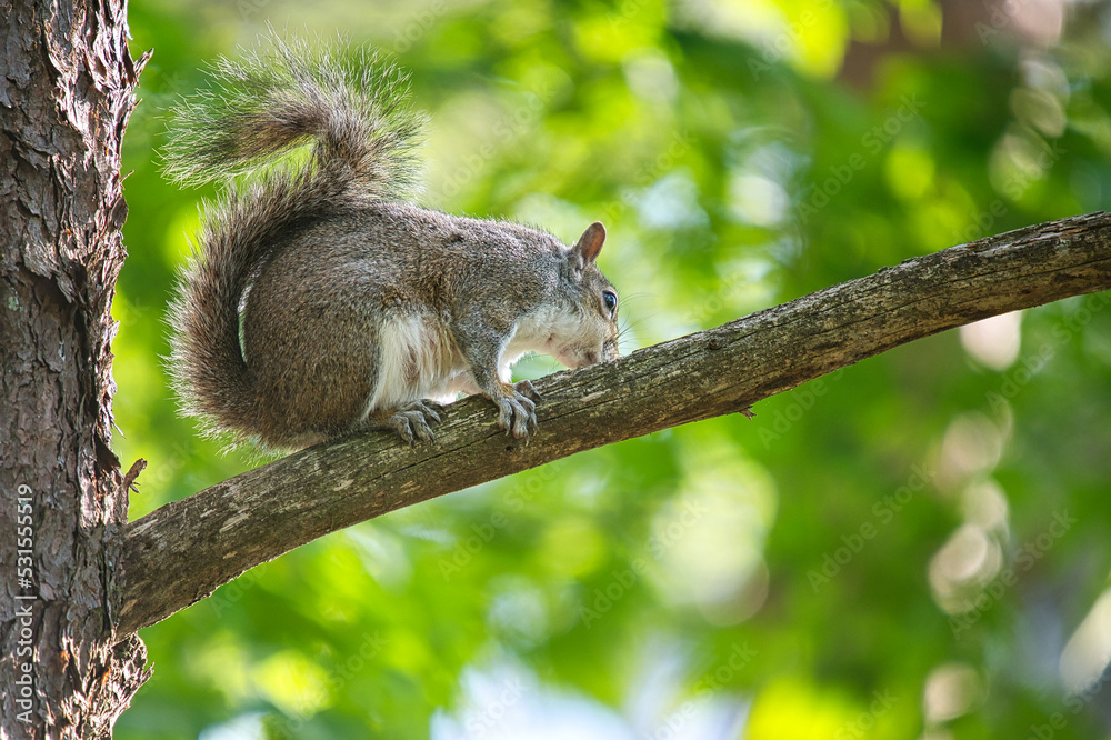 squirrel on a tree squirrel on a tree