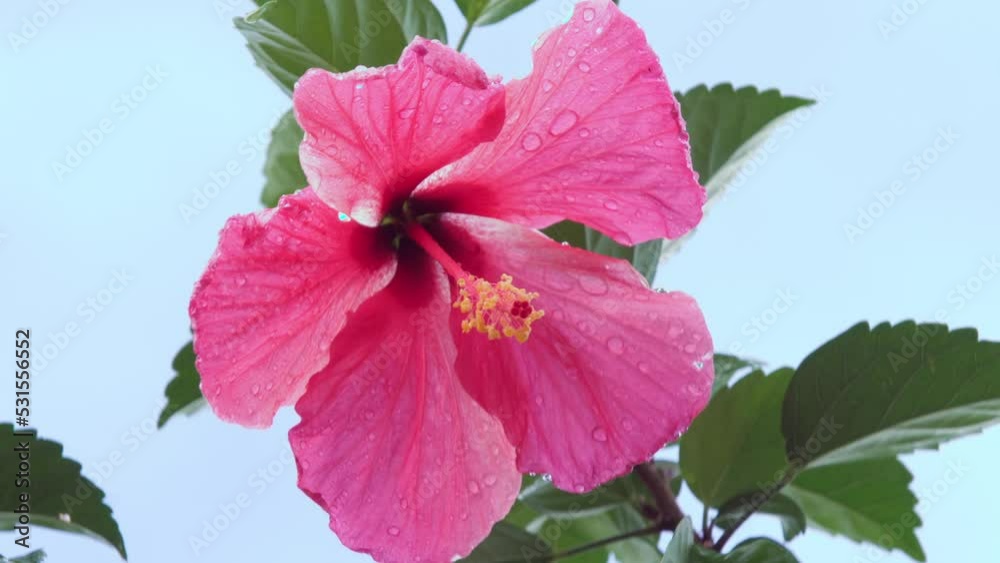 A bright pink Hibiscus flower blossoms as water droplets form on its petals after a rain shower. A bright pink Hibiscus flower blossoms as water droplets form on its petals after a rain shower.