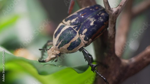 This close up video shows a large Goraiasuootsunohanamuguri blue goliath beetle climbing on a branch. photo