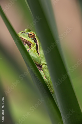 Male of European tree frog (hyla arborea) sitting on a cattail leaf waiting for females during breeding season. Wildlife unicolor macro take