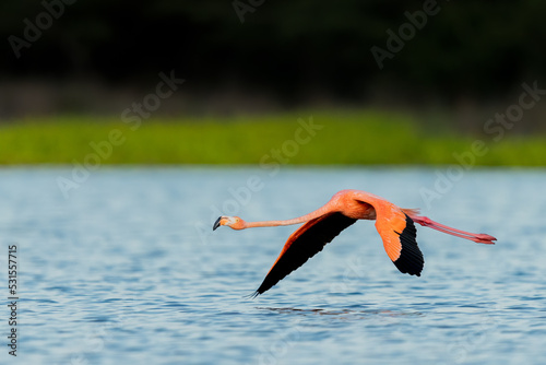 American Flamingo flying over a lake at dawn