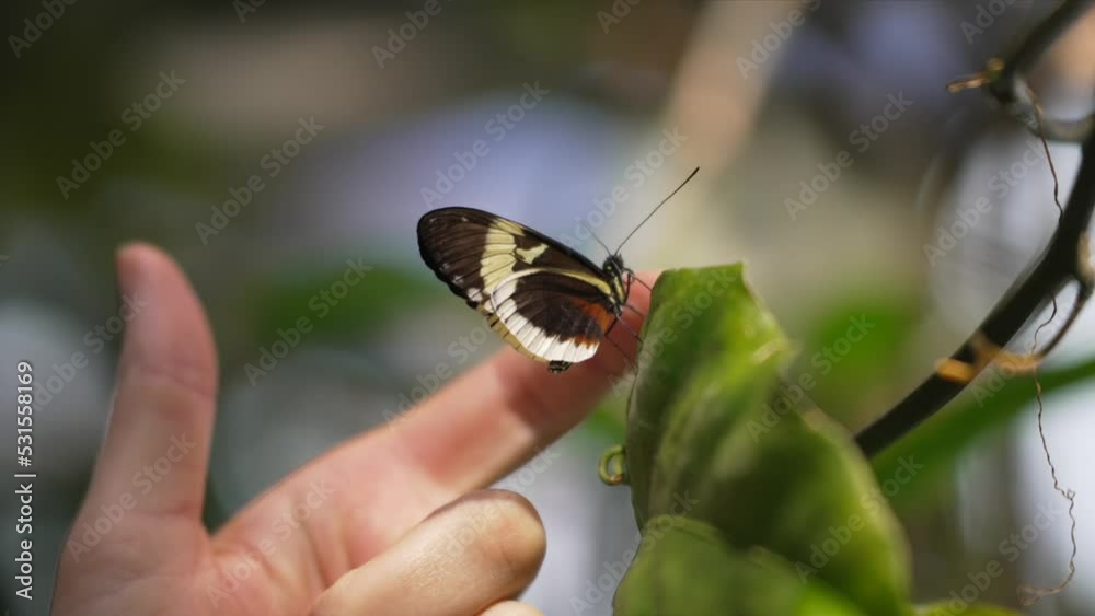This video shows a finger touching a butterfly as it flutters away in