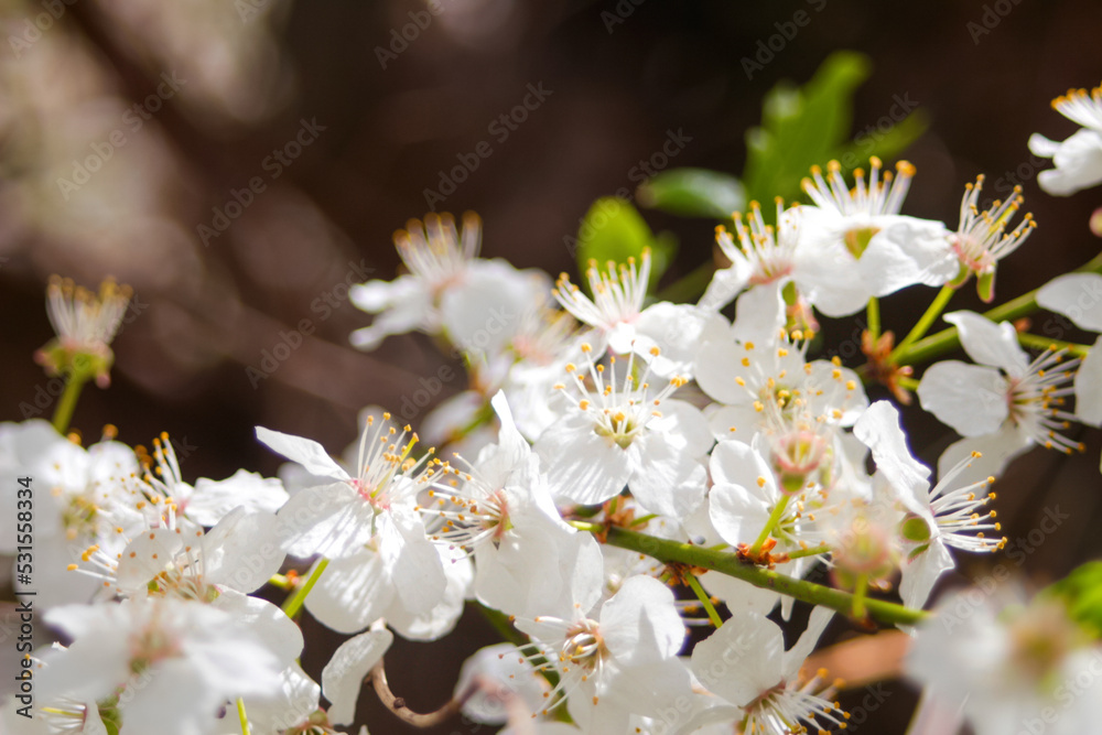 Defocus fresh spring branches of cherry tree with flowers, natural floral easter background. White blossoming tree. Copy space. Spring banner. Greenery blurred closeup. Panorama. Out of focus Defocus fresh spring branches of cherry tree with flowers, natural floral easter background. White blossoming tree. Copy space. Spring banner. Greenery blurred closeup. Panorama. Out of focus