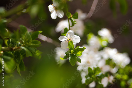 Defocus fresh spring branches of cherry tree with flowers, natural floral seasonal easter background. Beautiful blossoming tree. Copy space. Abstract banner. Greenery blurred closeup. Out of focus