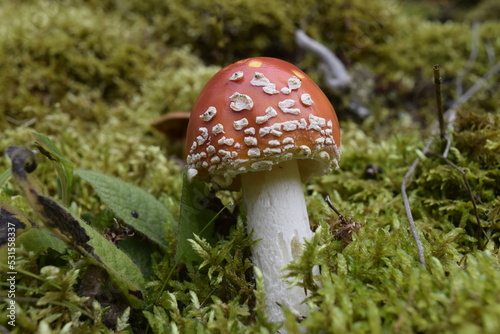 Fly agaric mushroom close up