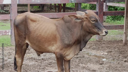 Red Sindhi cattle are the most popular of all Zebu dairy breeds. The breed originated in the Sindh province of Pakistan and is dark reddish brown to yellowish red in color, but most often dark red. photo