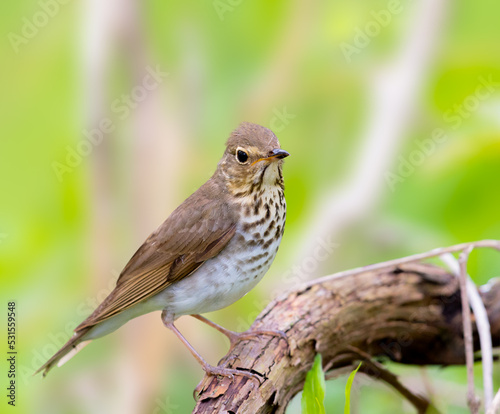 Swainsons trush perched on a dead tree branch