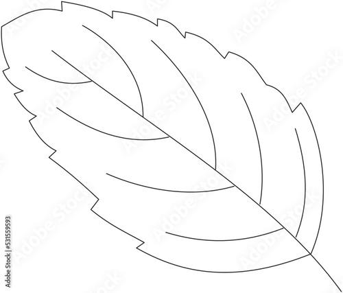 Ocimum tenuiflorum tulsi leaf vector icon black and white
