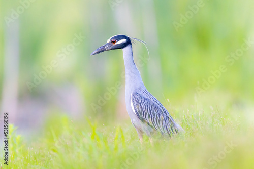 Yellow crowned night heron in the grass photo