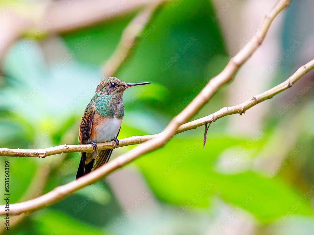 Snowy bellied hummingbird perched on a tree Snowy bellied hummingbird perched on a tree