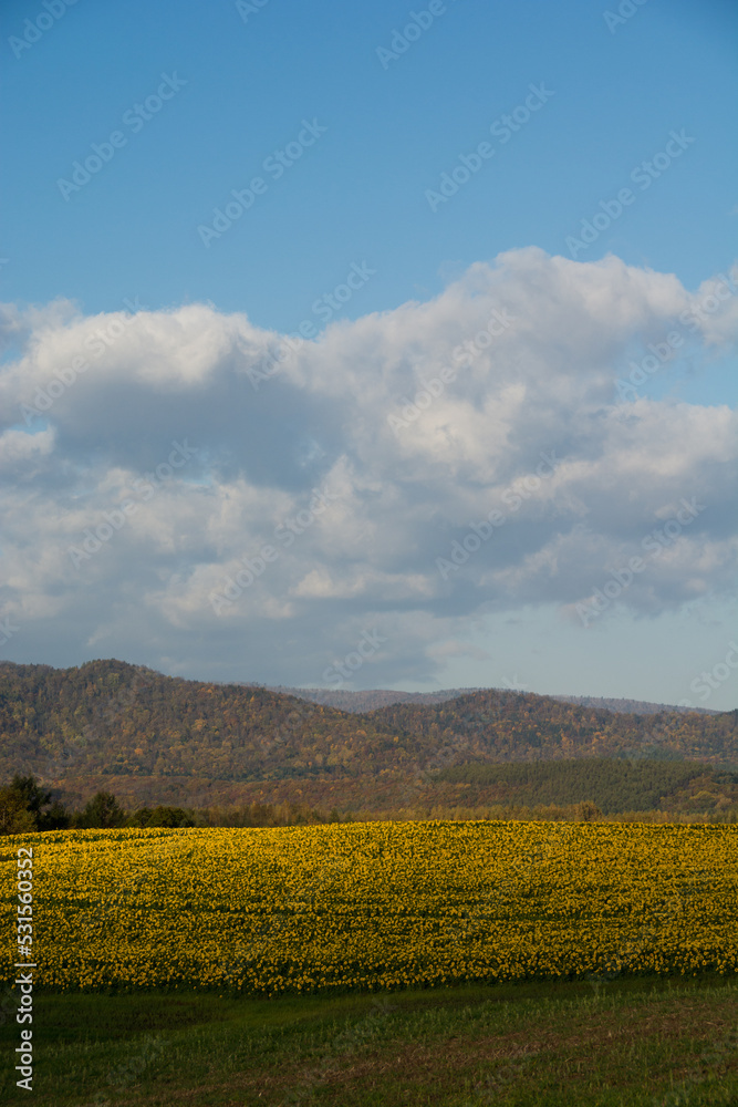 色づいた秋の山並みとヒマワリ畑