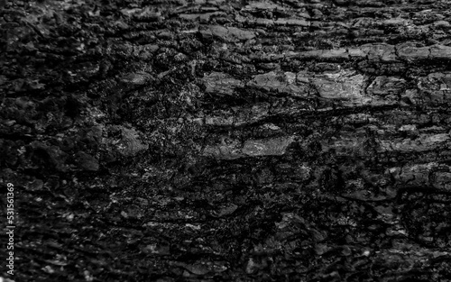 Tree bark texture Background. pattern and texture background.