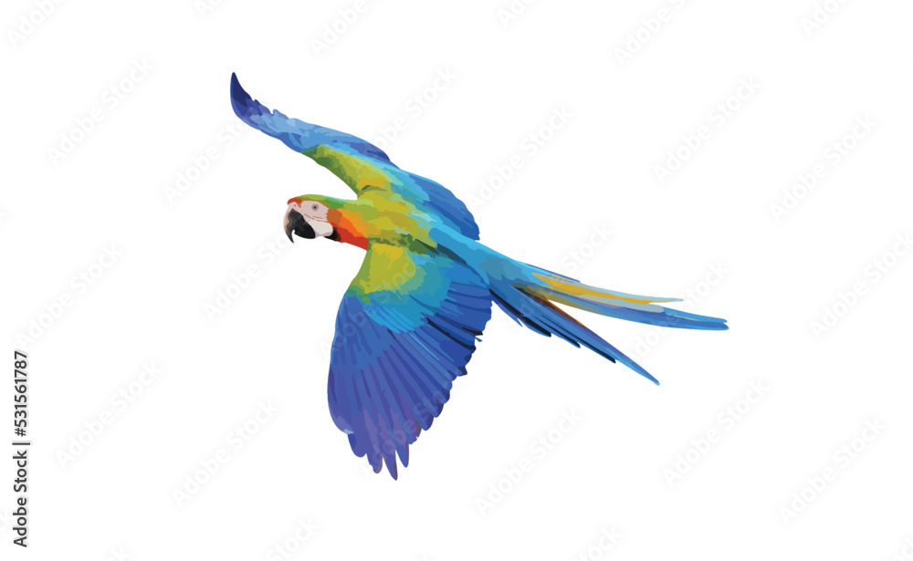 Catalina parrot isolated on white background. Vector Illustration