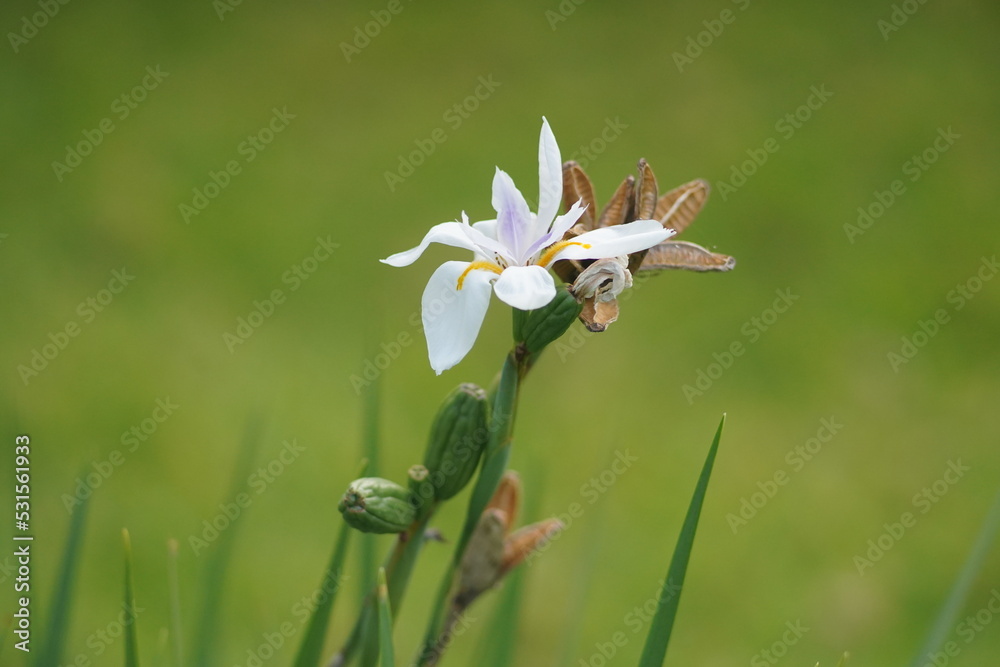 Flor blanca Flor blanca