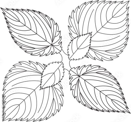 Urtica dioica nettle leaf vector icon black and white
