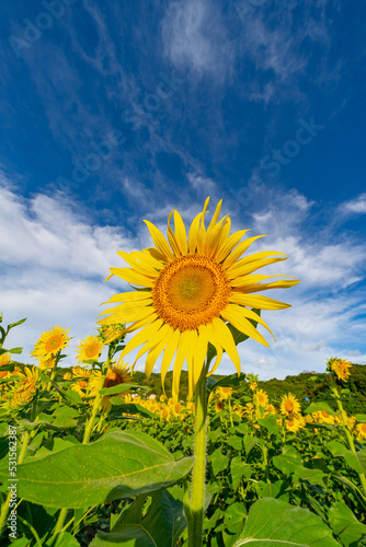 朝日を浴びる夏の終わりに咲くひまわり