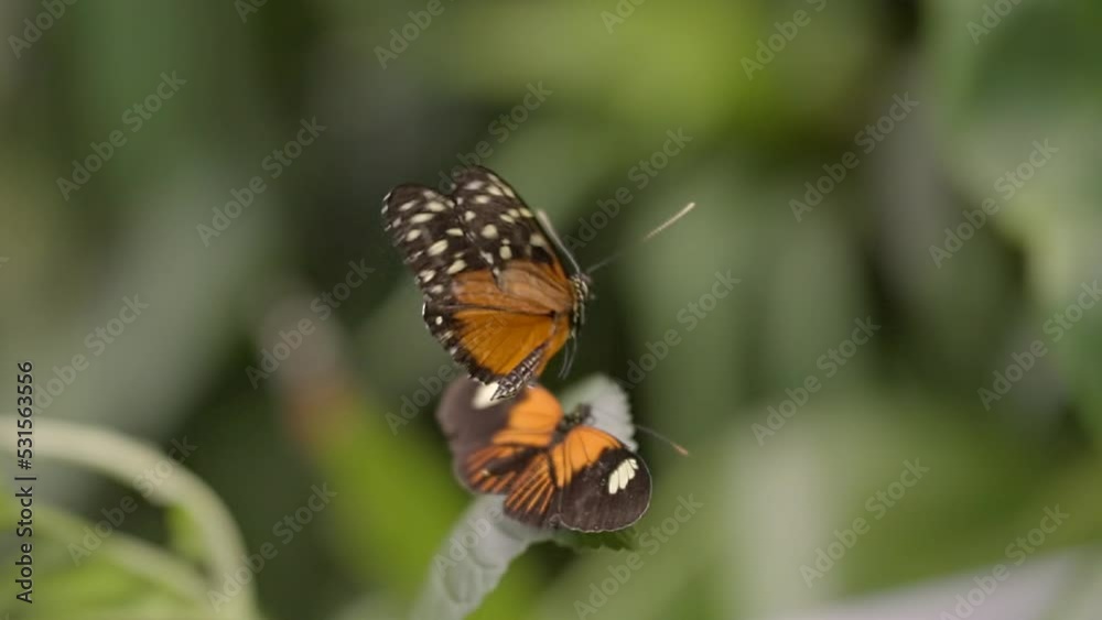 This super slow motion video shows a butterfly hovering over another butterfly. This super slow motion video shows a butterfly hovering over another butterfly.