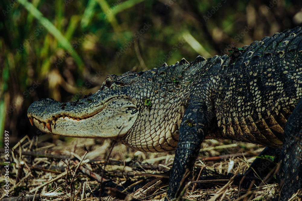 alligator in the swamp alligator in the swamp