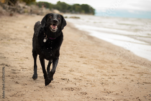 dog on beach © Emeline