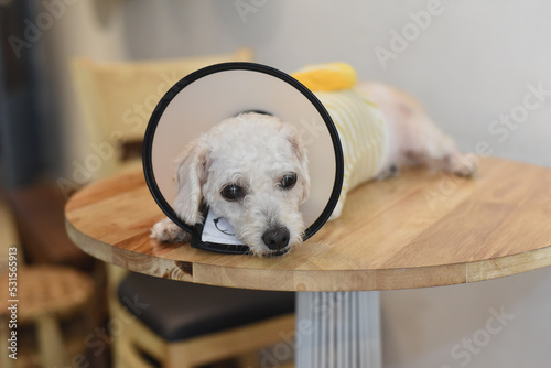 Hand petting sick upset dog wearing Elizabethan plastic cone medical collar around neck for anti bite wound protection