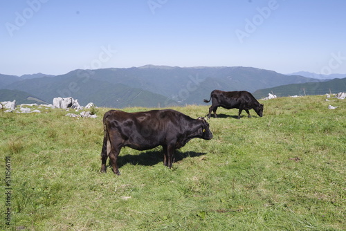 和牛 © 耕志 多田羅