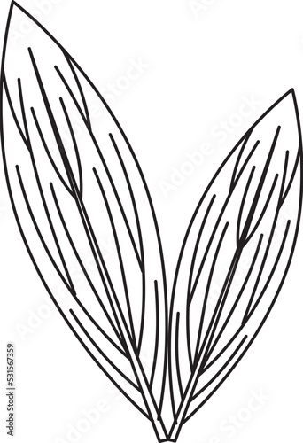 Cordyline fruticosa ti leaf vector icon black and white
