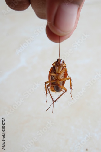 Cockroach on the floor photo