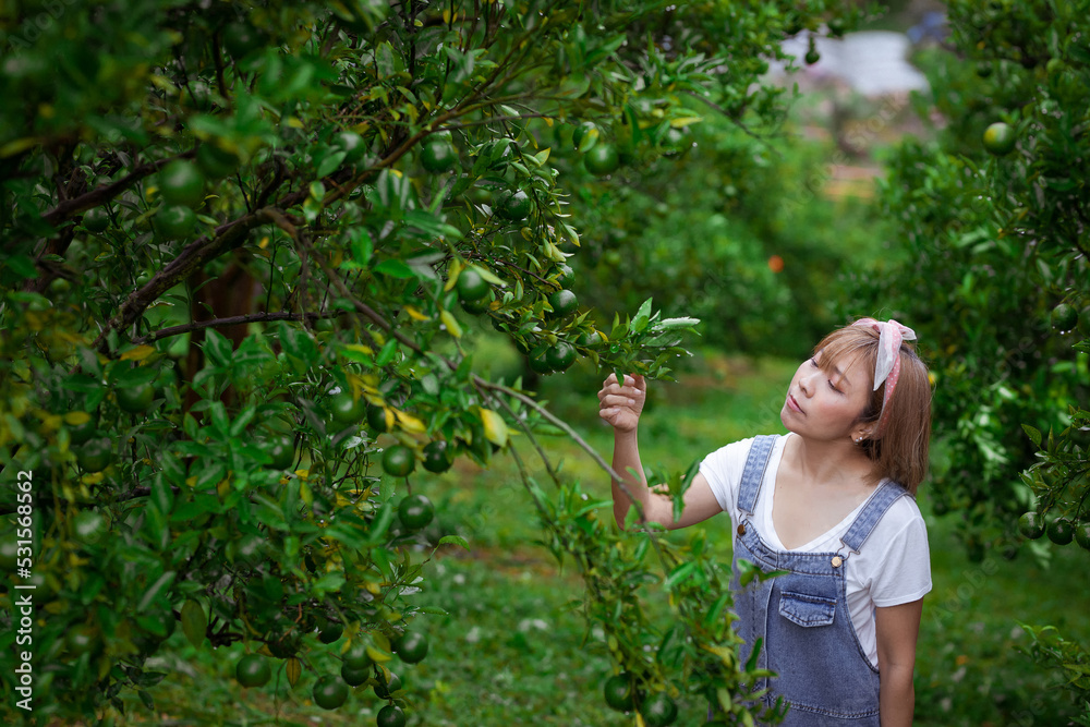 Young beautiful asian woman gardener gardening organic orange tree plant garden and harvesting ripe orange crop. Agriculture harvesting and plantation concept. woman farmer in our garden Young beautiful asian woman gardener gardening organic orange tree plant garden and harvesting ripe orange crop. Agriculture harvesting and plantation concept. woman farmer in our garden