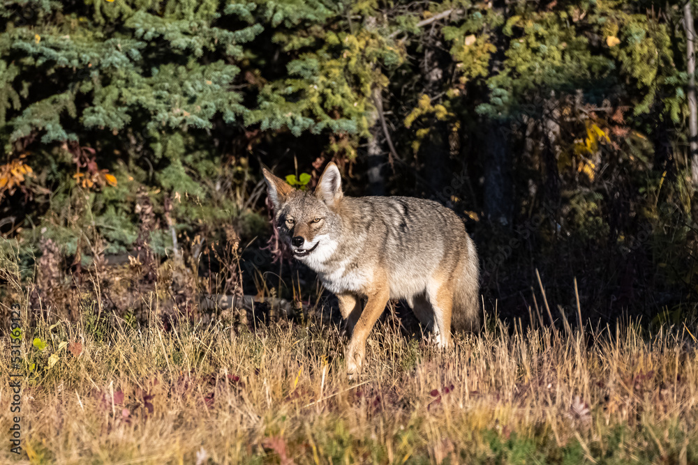 A coyote walking in the tundra in Yukon, beautiful wild animal
