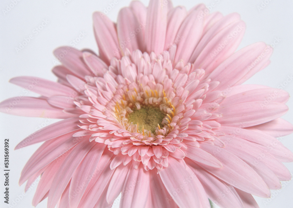 pink gerber daisy pink gerber daisy