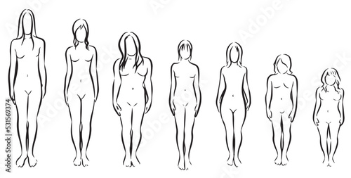 Anatomy of the female human body. Linear drawing of women of various heights. Vector illustration isolated on white background.