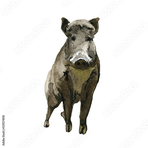 Beautiful stock illustration with hand drawn watercolor forest wild boar animal. Clip art image.