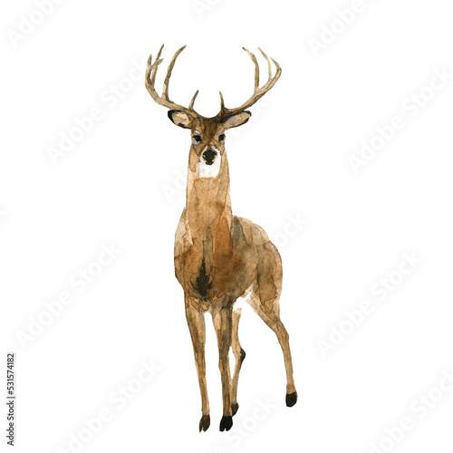 Beautiful stock illustration with hand drawn watercolor forest wild deer animal. Clip art image.