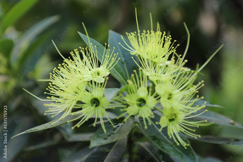yellow pohutukawa flowers on a tree. Metrosideros excelsa Aurea. Consider a gift by the local Maori people due to its rarity, Found only in New Zealand yellow pohutukawa flowers on a tree. Metrosideros excelsa Aurea. Consider a gift by the local Maori people due to its rarity, Found only in New Zealand