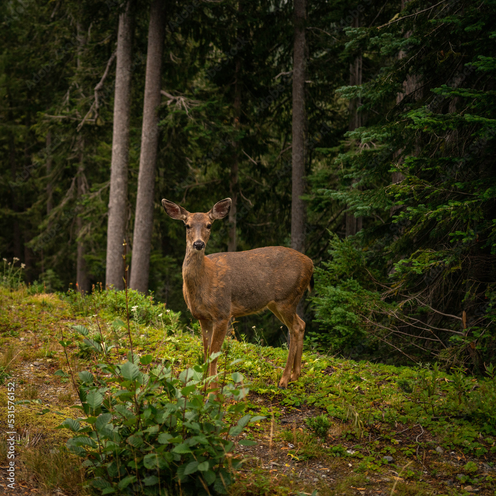 Blacktail deer in Mt Rainier National Park, Washington State