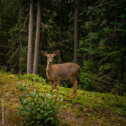 Blacktail deer in Mt Rainier National Park  Washington State