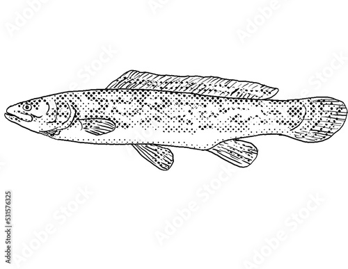 Cartoon style line drawing of a bowfin or Amia calva a freshwater fish endemic to North America with halftone dots shading on isolated background in black and white. photo