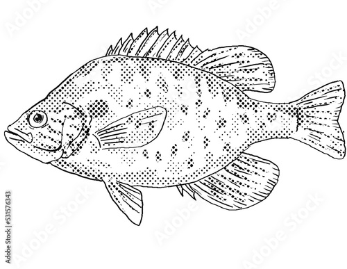 Cartoon style line drawing of an orangespotted sunfish or Lepomis humilis  a freshwater fish endemic to North America with halftone dots shading on isolated background in black and white. photo