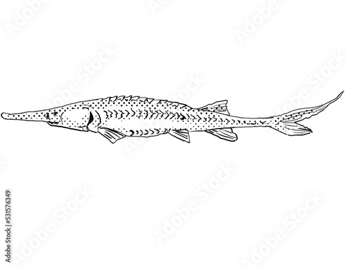 Photography Cartoon style line drawing of a pallid sturgeon or Scaphirhynchus albus  a freshwater fish endemic to North America with halftone dots shading on isolated background in black and white