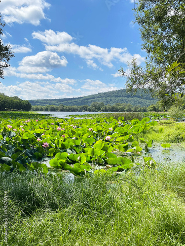 Primorsky Krai, Ussuriysky district, Dubovy Klyuch village, Lotus Lake in August photo