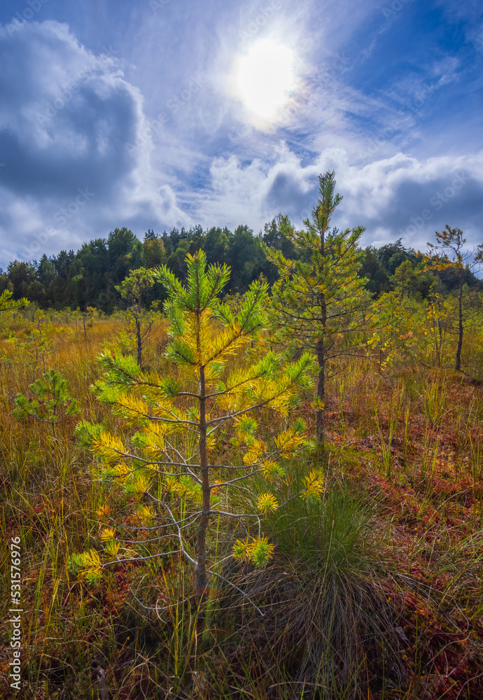 Fototapeta premium Beautiful landscape in the swamp with young pine trees