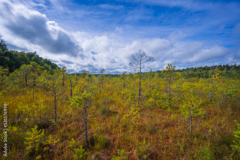Beautiful landscape in the swamp with young pine trees Beautiful landscape in the swamp with young pine trees