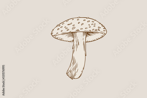 mushrooms illustration with hand-drawn style for your design element